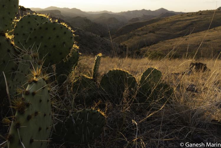 Landscape of ranch where new jaguar seen in Sonora