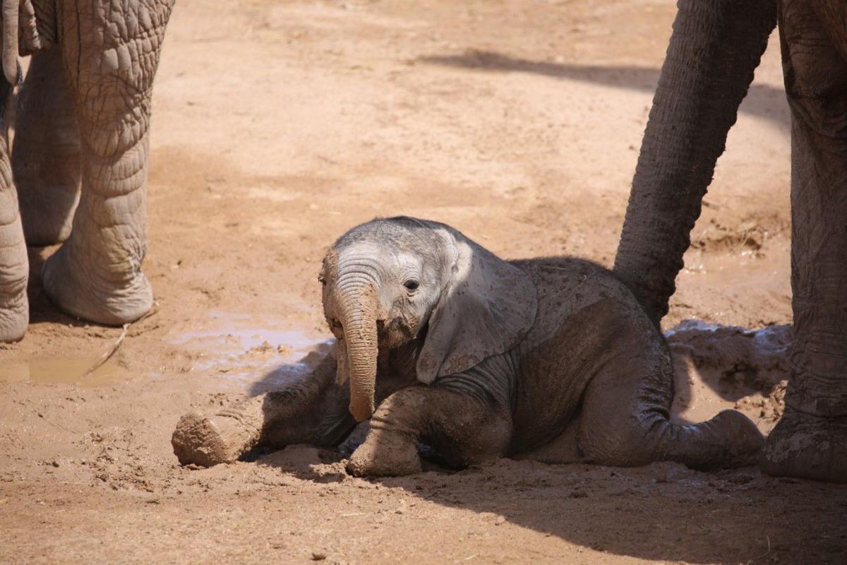 Tucson's baby elephant getting more brave, playing with big sister Nandi