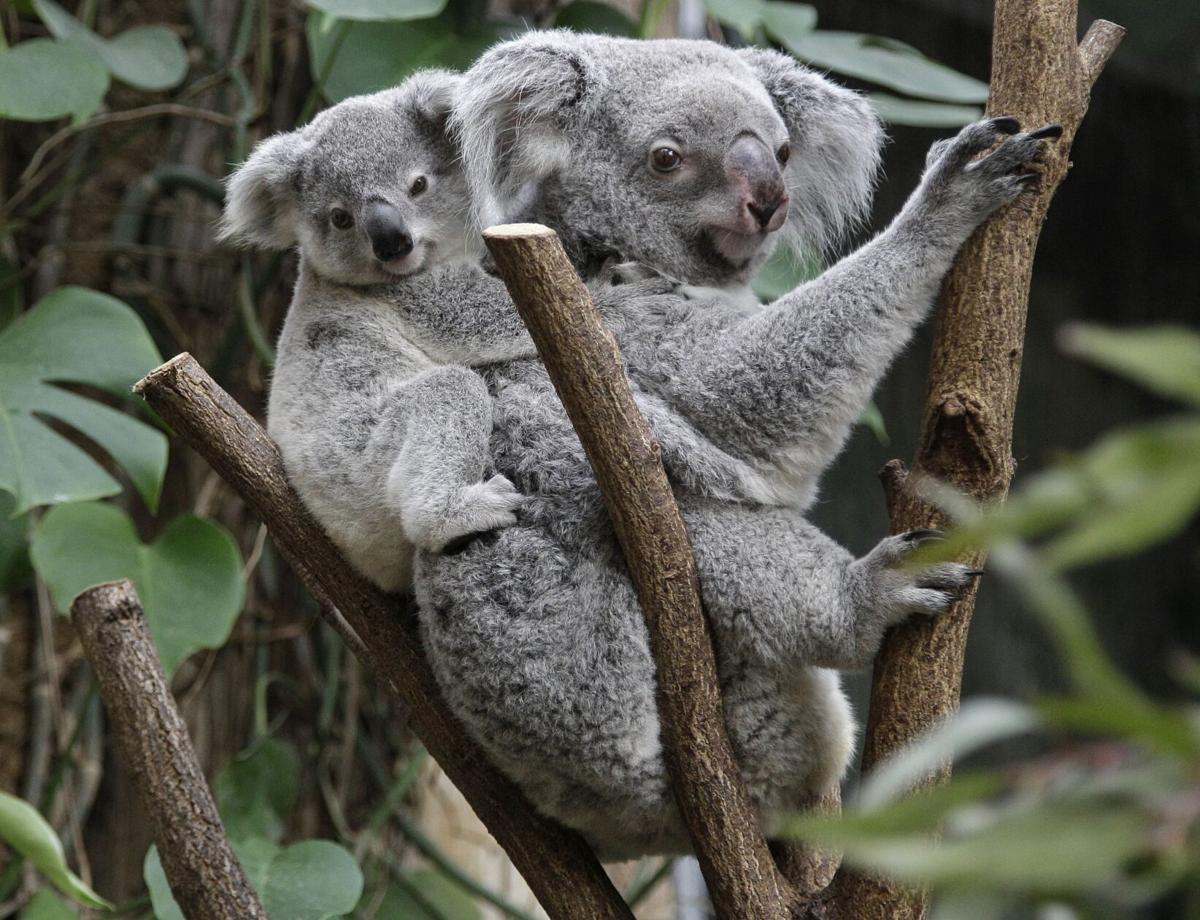 We once killed 600,000 koalas in a year. Now they're Australia's
