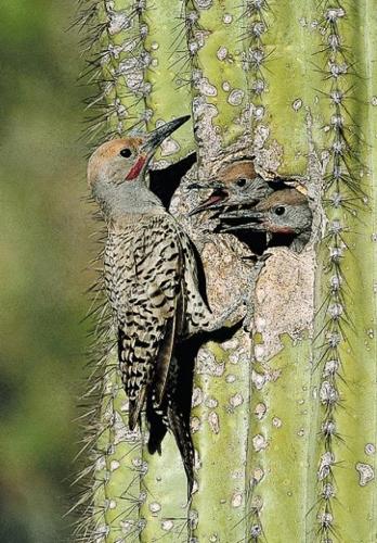 Cactus: Saguaro illustrated  