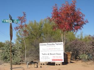 Arizona Pistachio Nursery