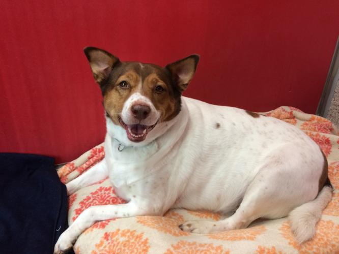 Adopt a friend: Caddie