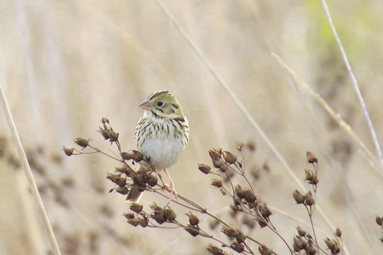 Henslow's Sparrow Busch 4-13-17 (1).jpg
