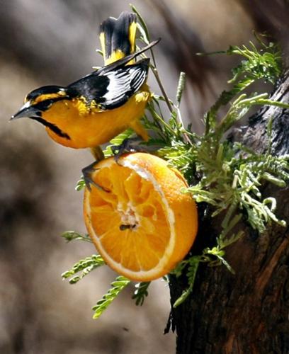 Ecotourism sector struggles for comeback after fires' fury   