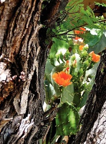 Cat photography: The eyes have it  