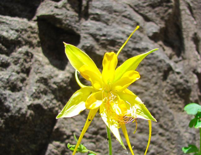 Golden columbine