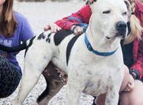 Monty – American Bulldog