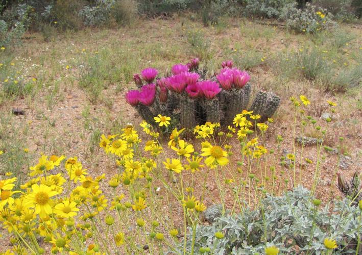 Brittlebush and hedgehog
