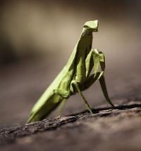 Photos: World Origami Days