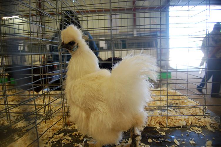 Pima County Fair's poultry show