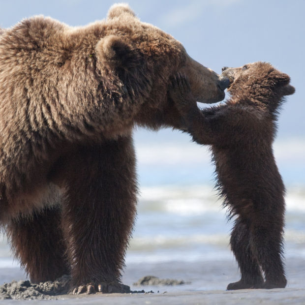 No. 8 - 'Bears' with $3.61 million (last week unranked)