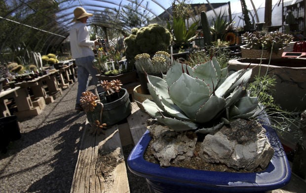 Succulent plants