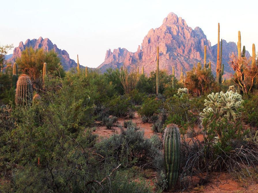 Tom Hannagan Happy 20th Birthday To Ironwood Forest National Monument Local Editorials And Opinion Tucson Com