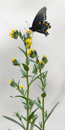 Southwest wildflowers