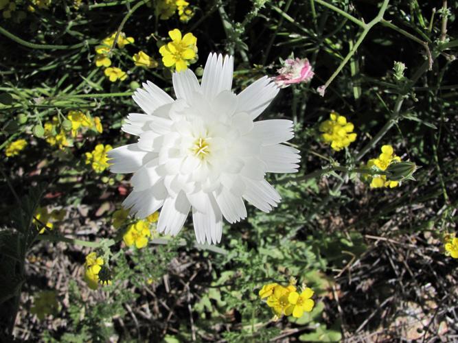 Wildflowers near trailhead
