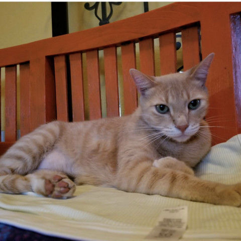 Adopt A Friend: Fuego