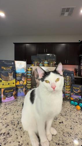 Reveal Partners with Influencer Mario Mirante and His "Talking" Cat, Chef, on Promotional Videos