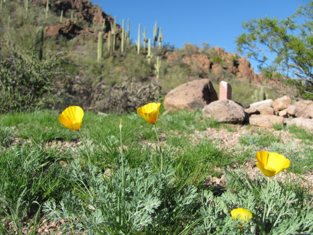 Poppies flowering at Saguaro Park