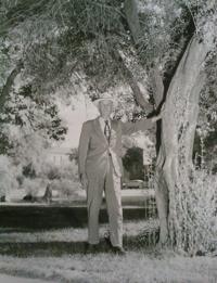 Street Smarts: Here's who to thank - or curse - for Tucson's olive trees