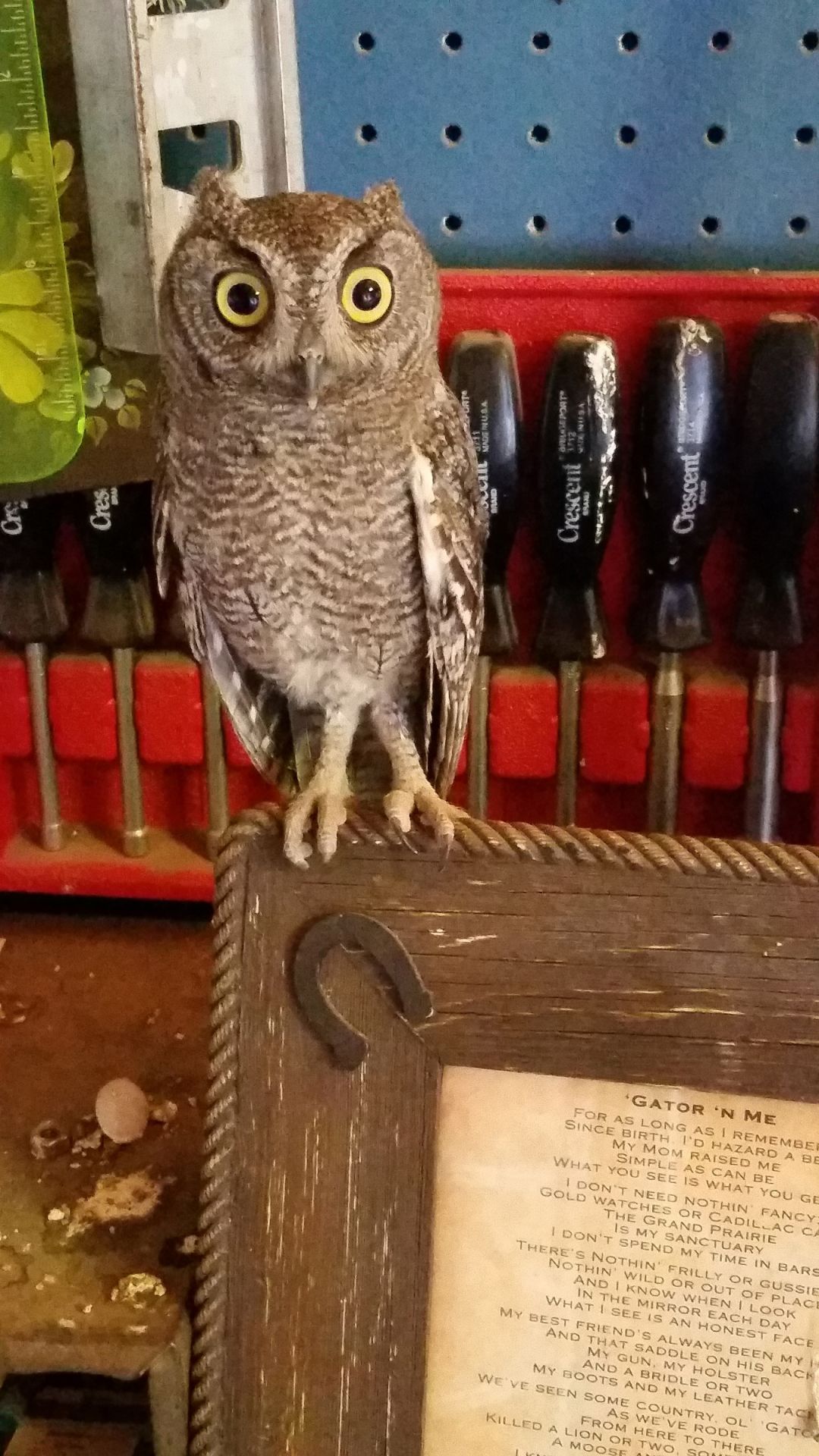 whatsyoursign screech owl