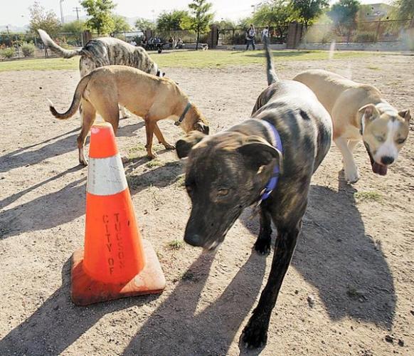 Mud bog, light plan make pet pals growl  