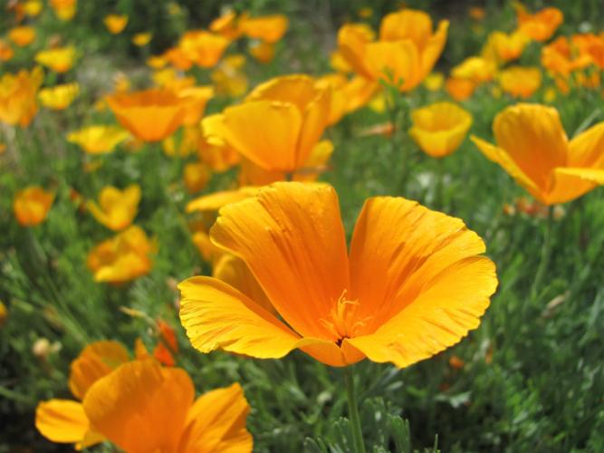 Poppies in brilliant bloom