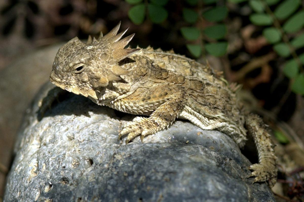 How To Draw A Horned Lizard Easy