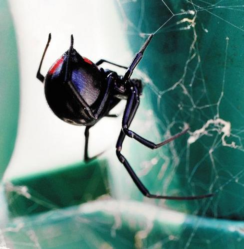 The frights of spring  