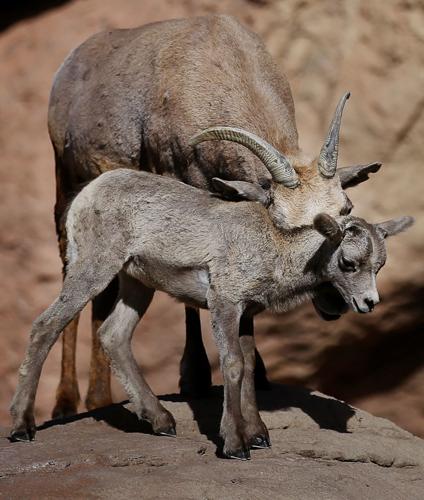 Baby bighorn lamb at the Desert Museum