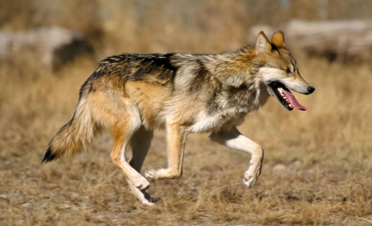 Mexican gray wolf (copy)