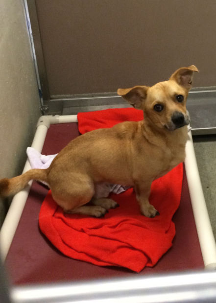 Viejo finds a foster home
