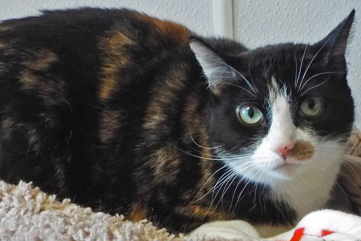 Sasha - shorthaired calico