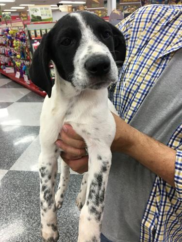 Adopt A Friend: Atlas