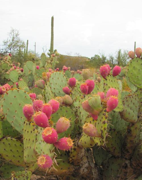 Prickly pear fruits