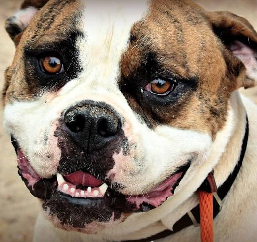 Adopt a Friend: Daffy