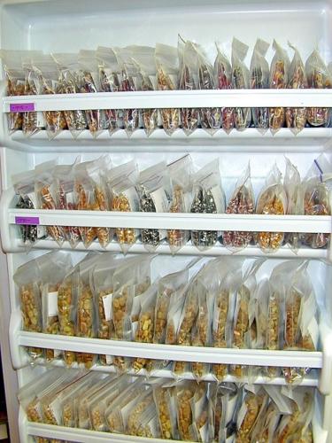 How To Store Seeds