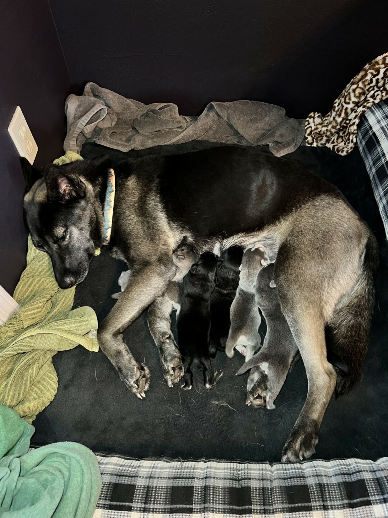 Winslow-with-puppies.jpg