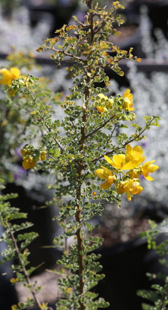Desert Survivors Nursery