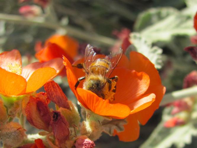 Globemallow in Catalina Mountains