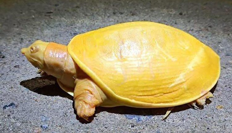 Yellow turtle