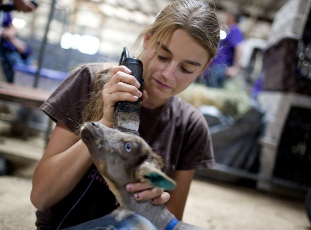 Pima county fair discount coupons