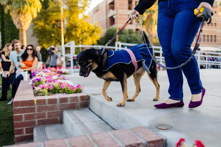 Dogs 'n Denim