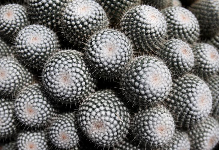 Succulent conference