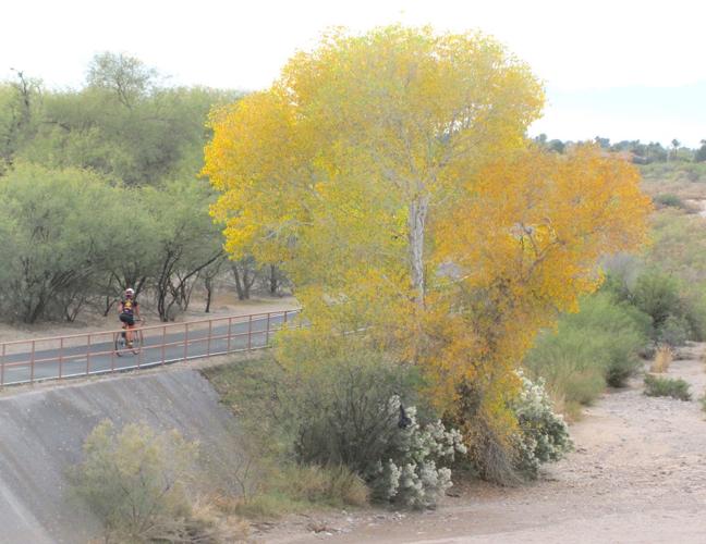 Color along river park trail