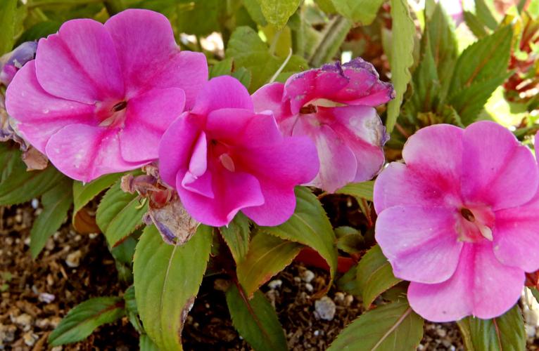 Flowering and edible plants