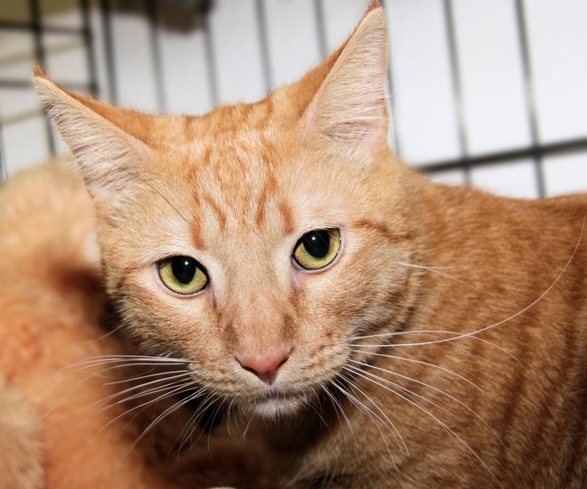 Mufasa - orange tabby