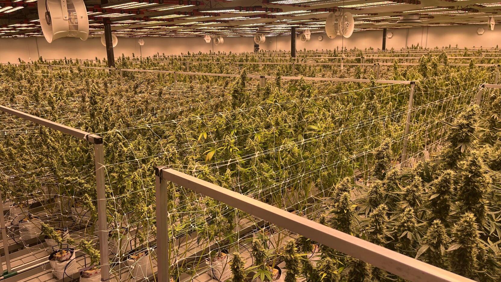 New marijuana facility hopes to boost town's economy - Vimarsana News