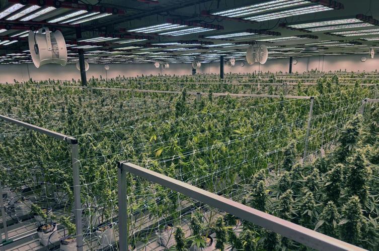 Indoor cannabis farm brings jobs to San Manuel