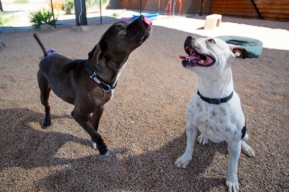 PACC prepares to care for evacuated pets
