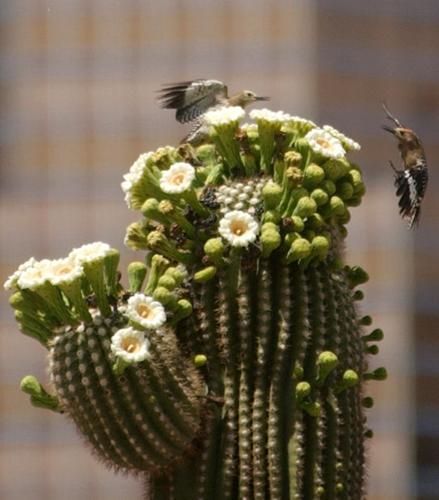Saguaro flowers 